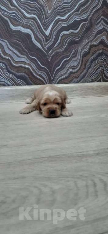 Собаки в Иркутске: Щенята английского кокер-спанееля  Мальчик, 16 000 руб. - фото 3