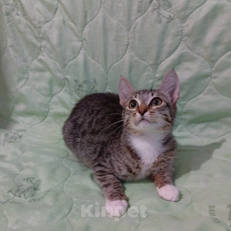 Кошки в Казани: Котенок Девочка, Бесплатно - фото 1