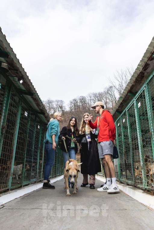 Собаки в других городах Краснодарского края: Джина из приюта Поводог Сочи Девочка, Бесплатно - фото 9