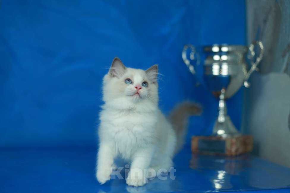 Кошки в Москве: Рэгдолл-девочка Девочка, Бесплатно - фото 8