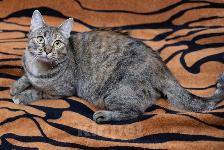 Кошки в Москве: Ручная и ласковая кошечка Джули в дар Девочка, 1 руб. - фото 6