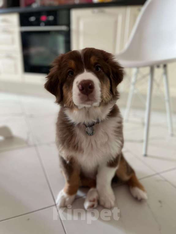 Собаки в Екатеринбурге: Мальчик красный триколор Мальчик, Бесплатно - фото 5