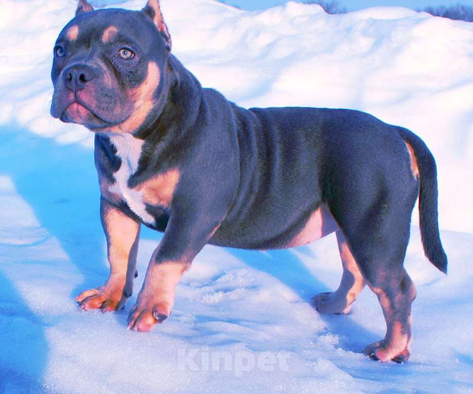 Собаки в Люберцах: Девочка- булли Девочка, 80 000 руб. - фото 5