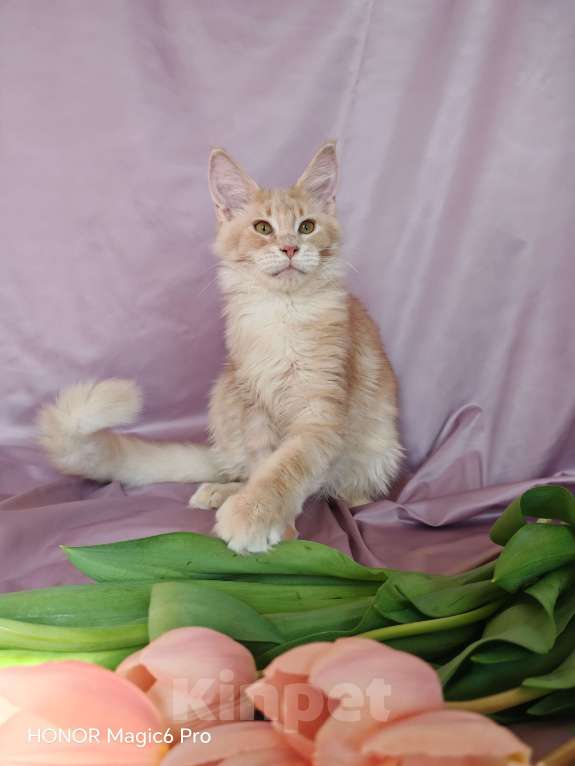 Кошки в Воронеже: Мальчик мейн куна Мальчик, 35 000 руб. - фото 4