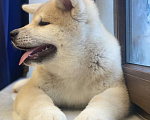 Собаки в Санкт-Петербурге: Очаровательный щенок Акита Ину ищет самые лучшую семью Девочка, Бесплатно - фото 9