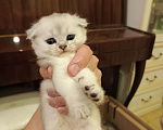 Кошки в Москве: Шотландский вислоухий короткошёрстный котёнок Девочка, 10 000 руб. - фото 1
