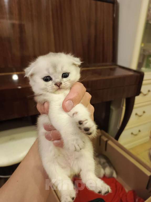 Кошки в Москве: Шотландский вислоухий короткошёрстный котёнок Девочка, 10 000 руб. - фото 1