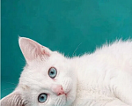 Кошки в других городах Ленинградской области: Уна - котенок девочка (2 мес) в добрые руки Девочка, Бесплатно - фото 3