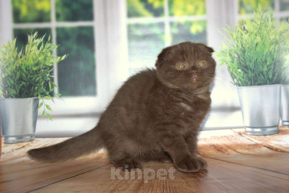 Кошки в Санкт-Петербурге: Шоколадный скоттиш фолд Мальчик, 25 000 руб. - фото 5