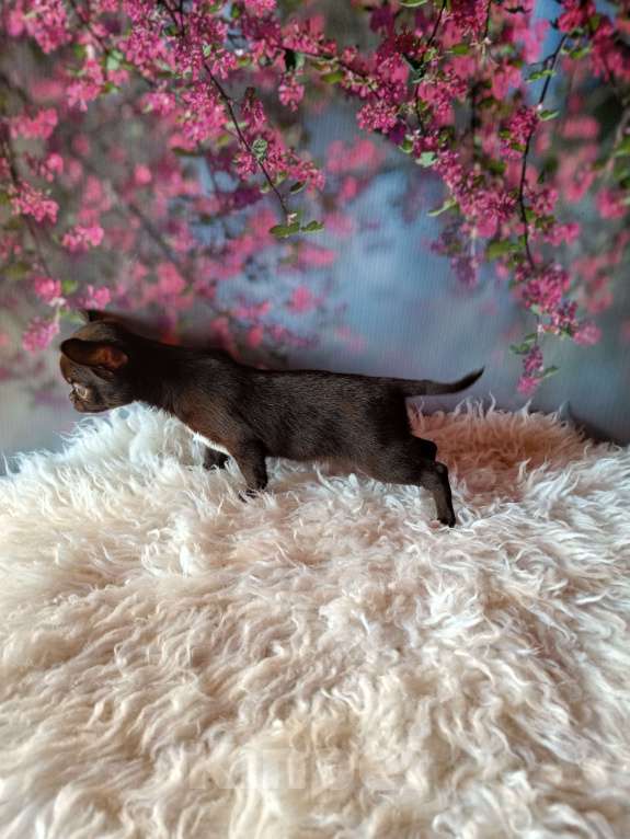 Собаки в Москве: Шоколадная конфетка Девочка, 95 000 руб. - фото 6