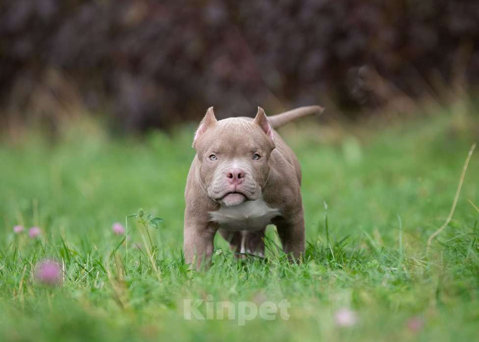 Собаки в Санкт-Петербурге: Предлагаются к продаже щенки американского булли  Мальчик, 80 000 руб. - фото 2