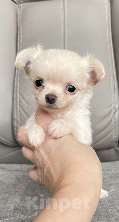 Собаки в Люберцах: Чихуахуа  Мальчик, 37 000 руб. - фото 1