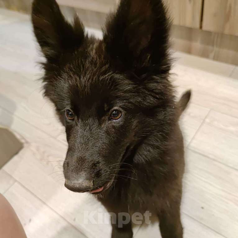 Собаки в Москве: Девочка немка, черного окраса, активна, добра шустра Девочка, 25 000 руб. - фото 3