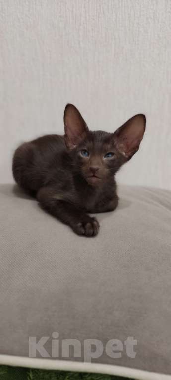 Кошки в Москве: Шоколадные ориентальные мальчики к бронированию Мальчик, 50 000 руб. - фото 6