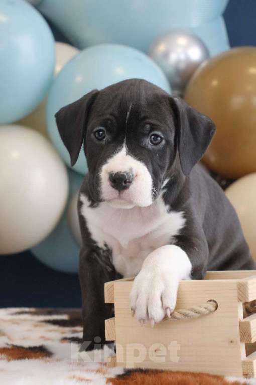 Собаки в Барнауле: Продам щенков АСТ Девочка, Бесплатно - фото 4