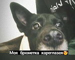 Собаки в Казани: Лайка помесь с немецкой овчаркой Девочка, 1 руб. - фото 1