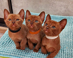 Кошки в Москве: Бурманские котята(мальчики) Мальчик, 50 000 руб. - фото 3