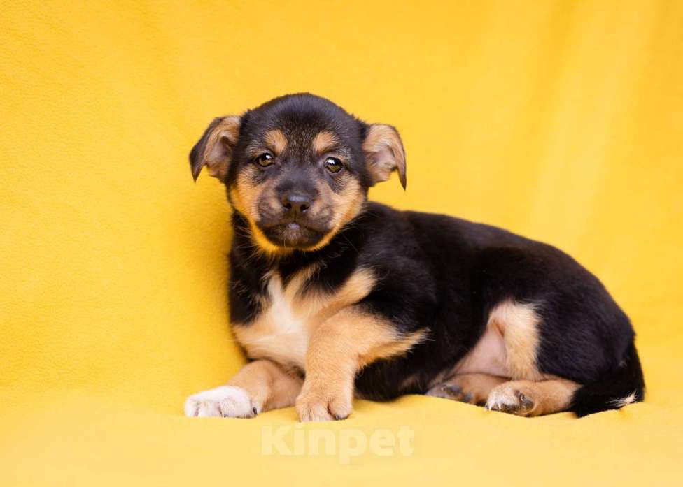 Собаки в Москве: Миниатюрный щенок в добрые руки Девочка, Бесплатно - фото 6