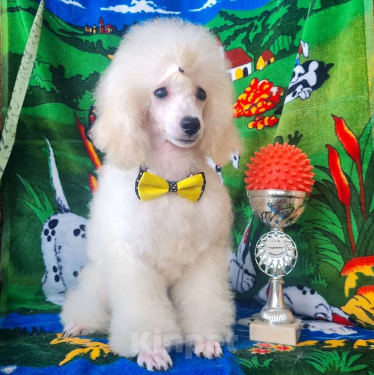 Собаки в Москве: Щенок миниатюрного  пуделя Мальчик, 50 000 руб. - фото 3