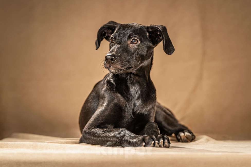 Собаки в Клине: Нокси — сообразительная собачка Девочка, Бесплатно - фото 4