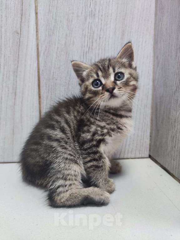 Кошки в Москве: Котенок Каспер размером с ладошку в добрые руки Мальчик, Бесплатно - фото 2