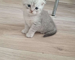 Кошки в Казани: Шотландский вислоухий, котенок  Мальчик, 8 000 руб. - фото 2
