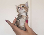 Кошки в Сафоново: Отдам котят в добрые руки Девочка, Бесплатно - фото 1