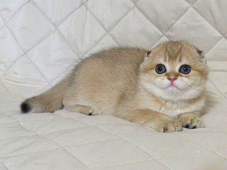 шотландский мальчик -золотая шиншилла