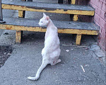 Кошки в Москве: Куркино, нашли кота, немного ранен, заберите кто нибудь на передержку Мальчик, Бесплатно - фото 3