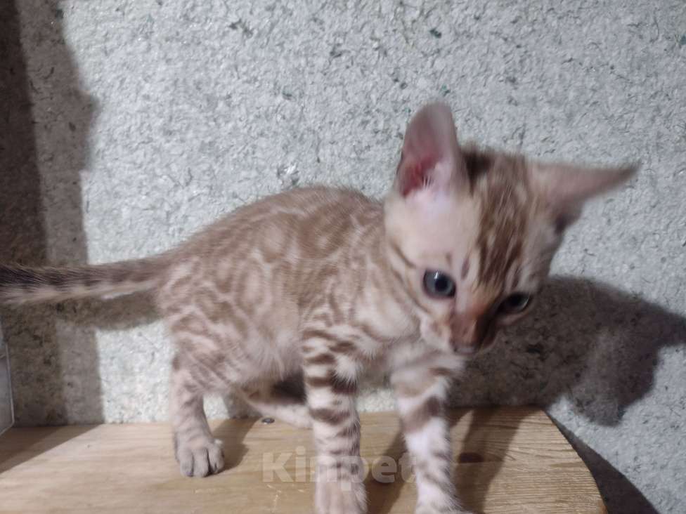 Кошки в Санкт-Петербурге: Бенгальский котенок окраса минк. Родители чемпионы  Мальчик, 50 000 руб. - фото 3