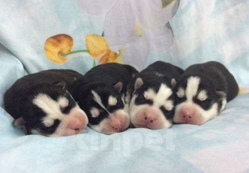 Собаки в Сергиеве Посаде: Хаски Щенки Разных окрасов Разнополые, Бесплатно - фото 1