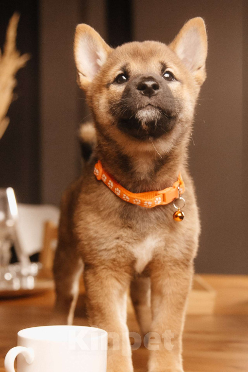 Собаки в Казани: Щенок сиба ину от родителей чемпионов Мальчик, 55 000 руб. - фото 4