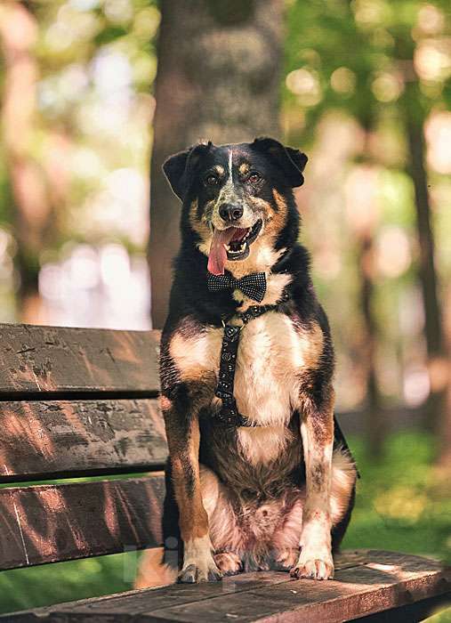 Собаки в Москве: Обаяшка Том ищет свою семью Мальчик, 10 руб. - фото 9