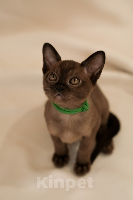 Кошки в Тюмени: Продажа котят Девочка, 55 000 руб. - фото 7
