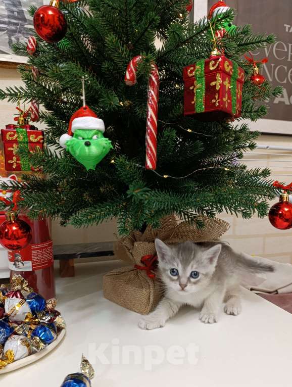 Кошки в Москве: Подаются котятки Мальчик, Бесплатно - фото 4