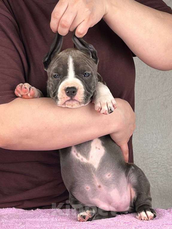 Собаки в Москве: Шикарная девочка амстаффа Девочка, 110 000 руб. - фото 2