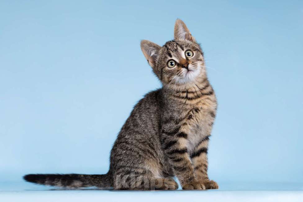 Кошки в Москве: Разноцветные котята в добрые руки Мальчик, 1 руб. - фото 4