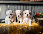 Собаки в Краснодаре: Мальтийская болонка,мальчик Мальчик, 50 000 руб. - фото 3