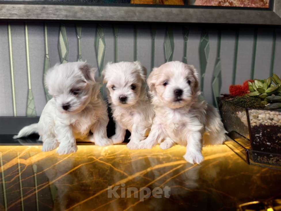 Собаки в Краснодаре: Мальтийская болонка,мальчик Мальчик, 50 000 руб. - фото 3