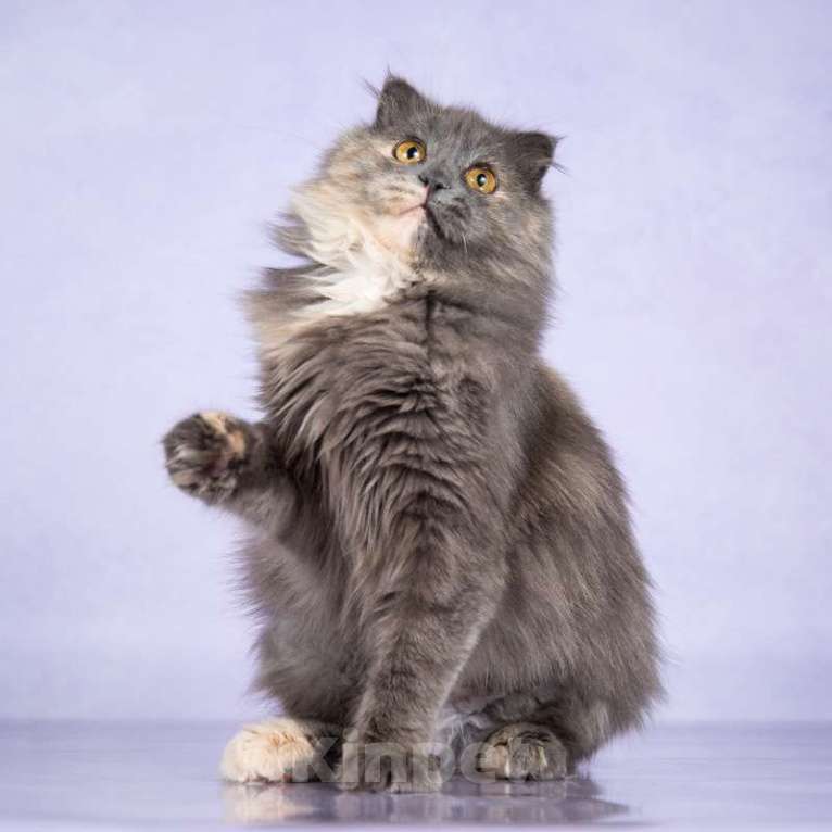 Кошки в Москве: Роскошная молодая хайленд-фолд Инесса в добрые руки Девочка, Бесплатно - фото 4