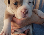Собаки в Самаре: Американский булли Мальчик, Бесплатно - фото 2