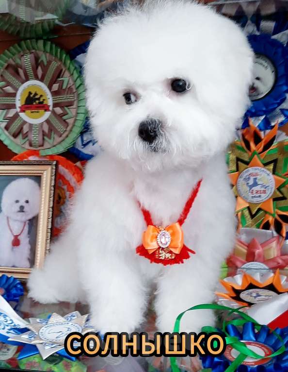 Собаки в Барнауле: Бишон фризе куколки Девочка, 65 000 руб. - фото 6