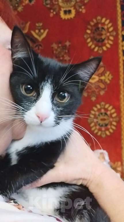 Кошки в Санкт-Петербурге: Необыкновенно ласковая малышка Девочка, Бесплатно - фото 1