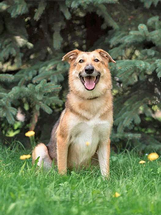 Собаки в Москве: Анри, некрупный домашний песик с большим добрым сердцем ищет дом Мальчик, 10 руб. - фото 2