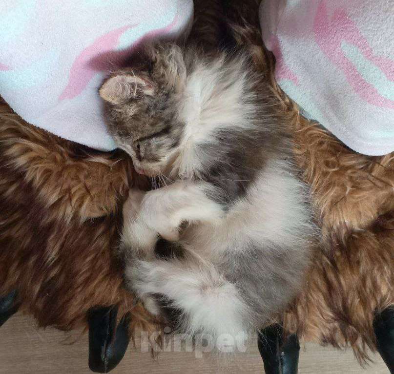 Кошки в Краснодаре: Котенок в добрые руки Девочка, Бесплатно - фото 4