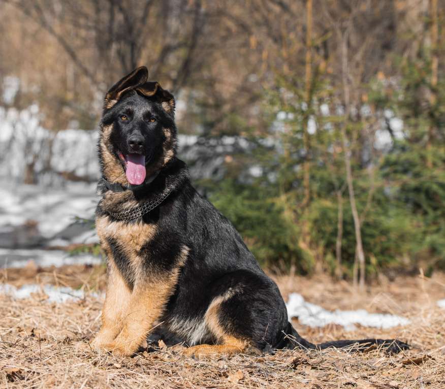 Собаки в других городах Московской области: Щенок немецкой овчарки рабочего разведения Девочка, 80 000 руб. - фото 2