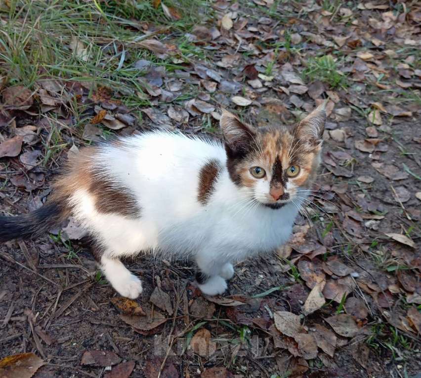 Кошки в Санкт-Петербурге: Очаровательные пушистые дачницы ищут тёплый дом. Девочка, Бесплатно - фото 5