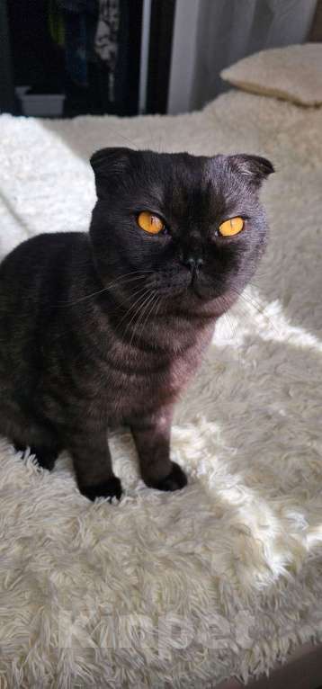 Кошки в Самаре: Отдам в добрые руки кота. Мальчик, Бесплатно - фото 4