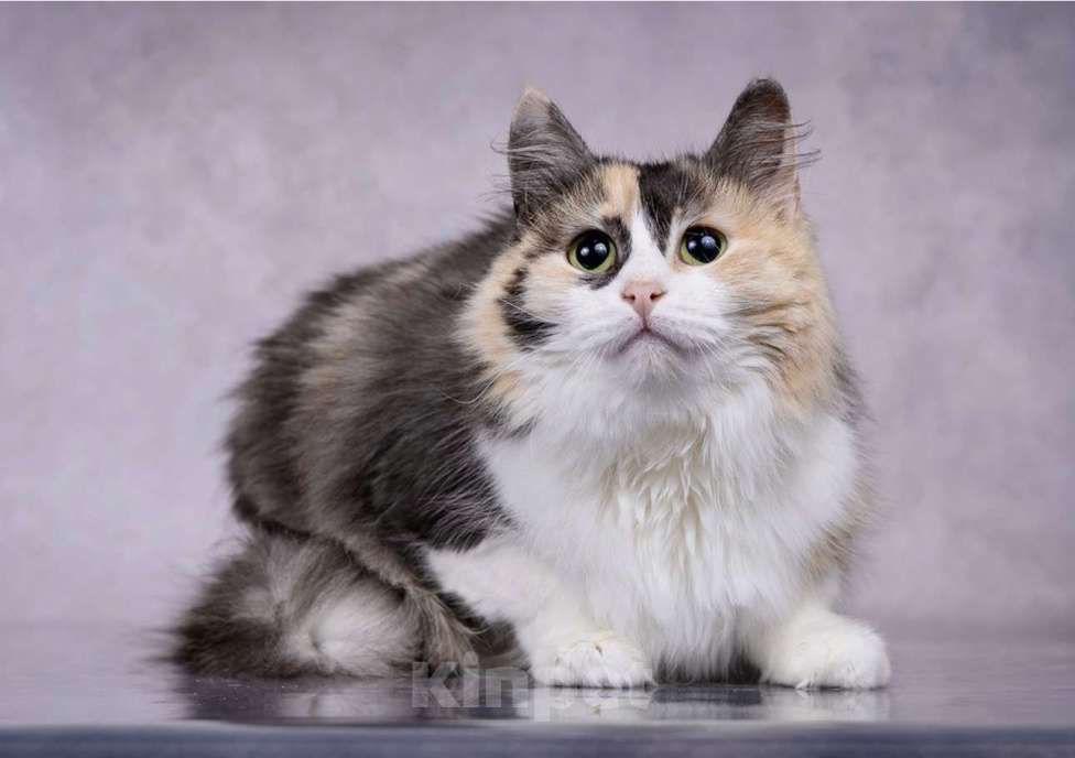 Кошки в Москве: Трехцветная кошка в добрые руки Девочка, Бесплатно - фото 4