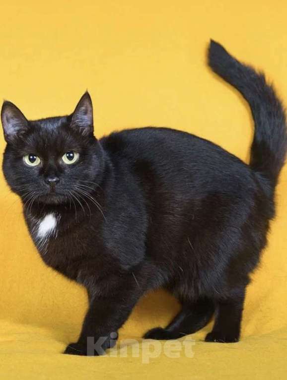 Кошки в Москве: Кошка Маня в добрые руки Девочка, Бесплатно - фото 4